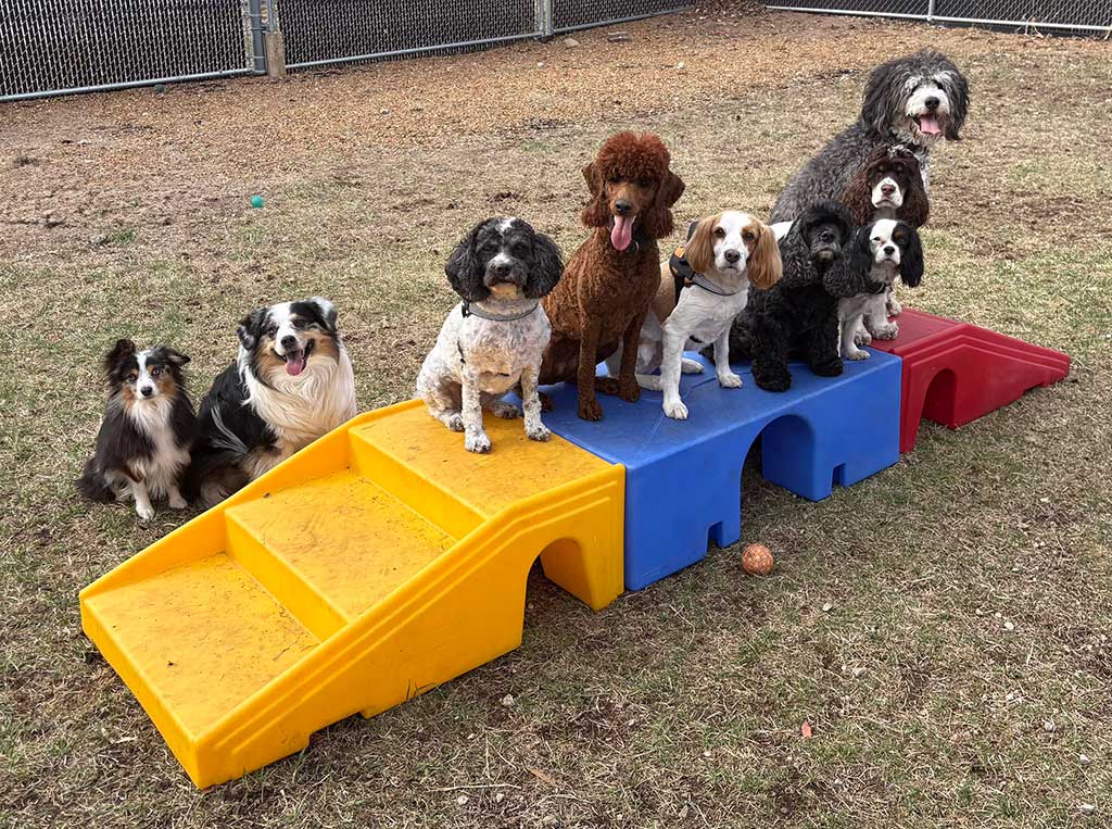 Fetching Frieda's Pet Resort